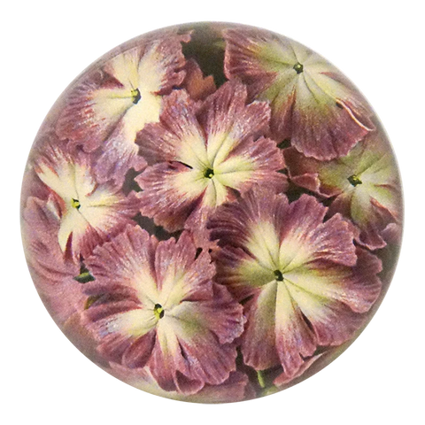 Primula Cortusoides Paperweight
